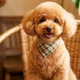 小さなトイプードル こむぎ